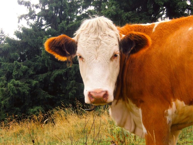 Científicos crean vaca que produce leche con insulina humana