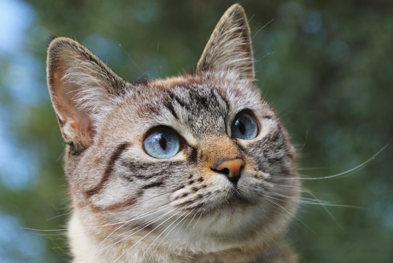 Viral: El ingenio de una gata conquistó los corazones en TikTok
