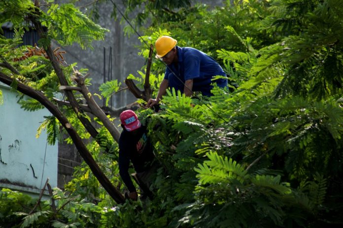 Trabajadores podan árboles antes de la llegada de la tormenta tropical Melissa en Santiago de Cuba el 25 de octubre de 2025. AFP
