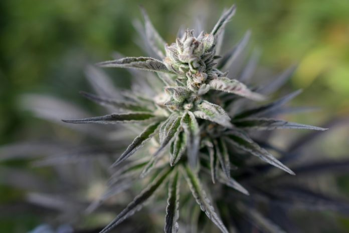 Una planta de marihuana, fotografiada en una plantación legal de cannabis en la municipalidad de Guatavita, en Colombia, el 14 de septiembre de 2021. AFP