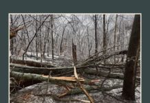 Solicitan voluntarios para ayudar a la recuperación del Parque Radnor Lake