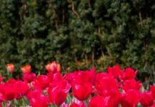 Finca Cheekwood reabre el 7 de marzo con un festival