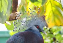 Zoo de Nashville recibe nueva especie: La Paloma Coronada