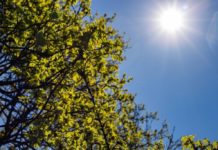 TEMA y el Servicio Meteorológico Nacional instan a prepararse ante la temporada de clima severo en Tennessee