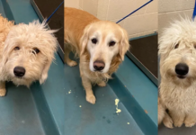 Albergue de animales alcanza capacidad crítica tras recibir cientos de perros en una semana