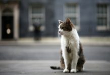 El famoso gato Larry celebra 15 años en el 10 de Downing Street
