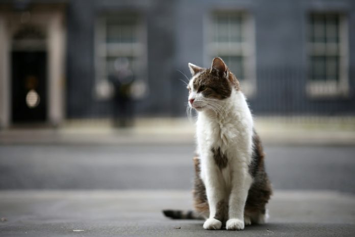 Larry posa para fotógrafos delante del número 10 de Downing Street, residencia oficial del primer ministro británico, en el centro de Londres, el 9 de febrero de 2026. AFP