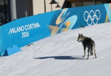 Un perro se cuela en la pista durante prueba olímpica de esquí de fondo