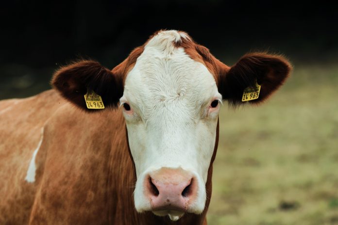christina9999-dairy-cattle-9018750_1280