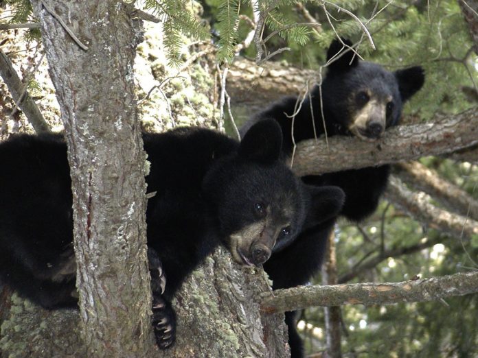 arttower-bear-cubs-50137_1280