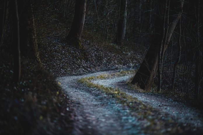 cocoandwifi-forest-4996811_1280