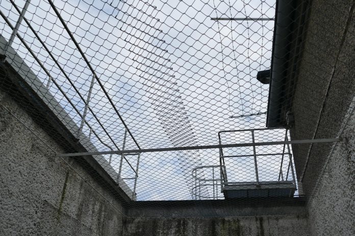 falco-jail-4712885_1280