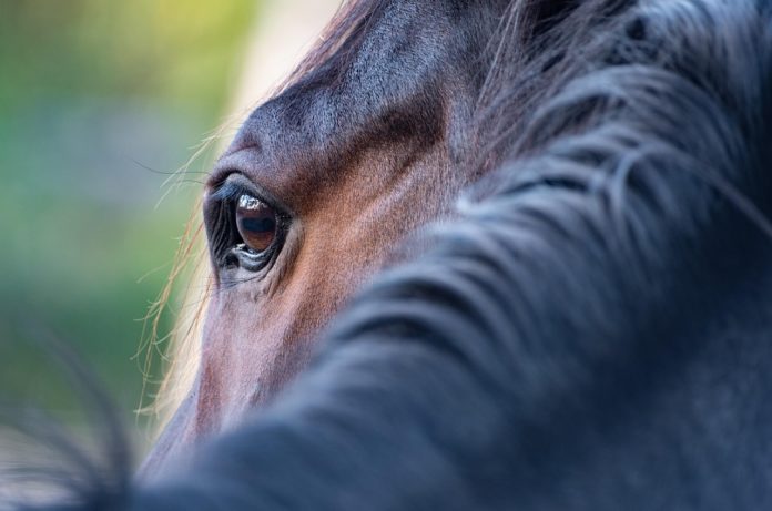 wal_172619-horse-5628882_1280