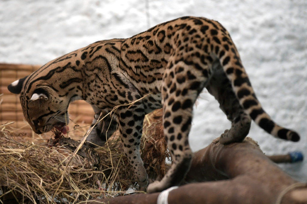 Un ocelote en Bogotá, uno de los felinos protegidos en la operación de Interpol contra el tráfico de animales en América Latina