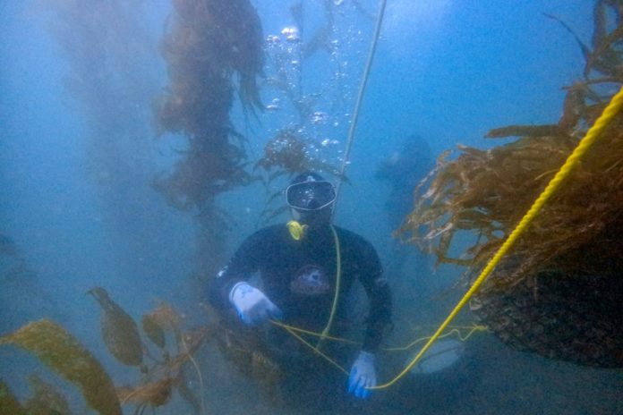 El pescador Kevin Lizarde en un bosque de macroalgas cerca de Puerto Nuevo, estado de Baja California, México, el 1 de octubre de 2026. AFP
